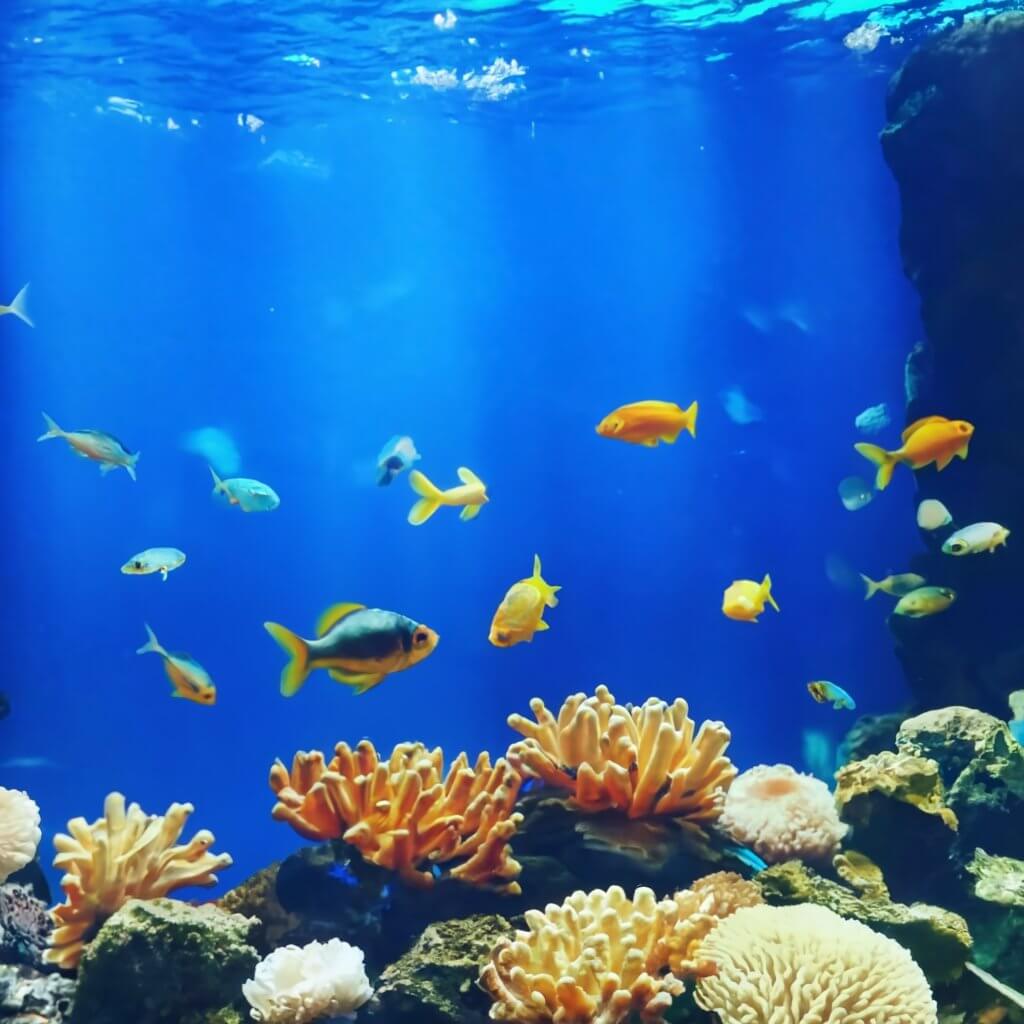 Beautiful Aquarium